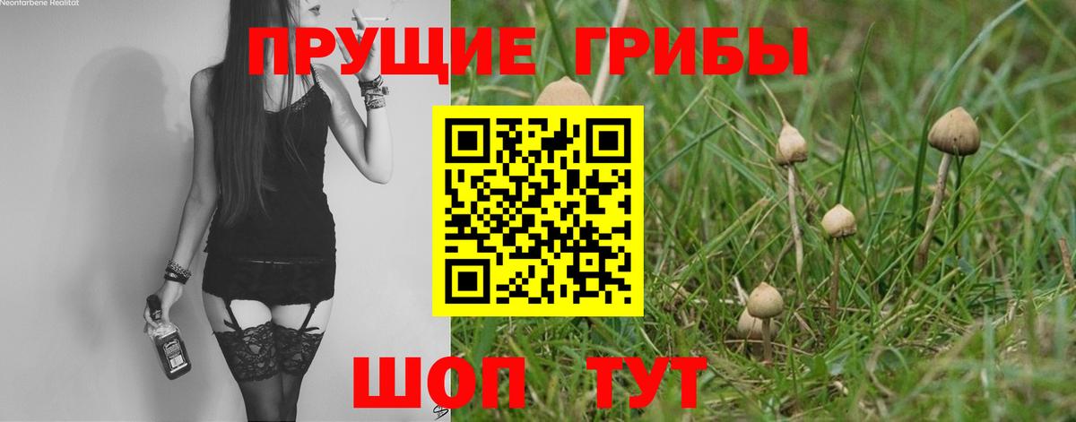 Галлюциногенные грибы Psilocybe Тавда